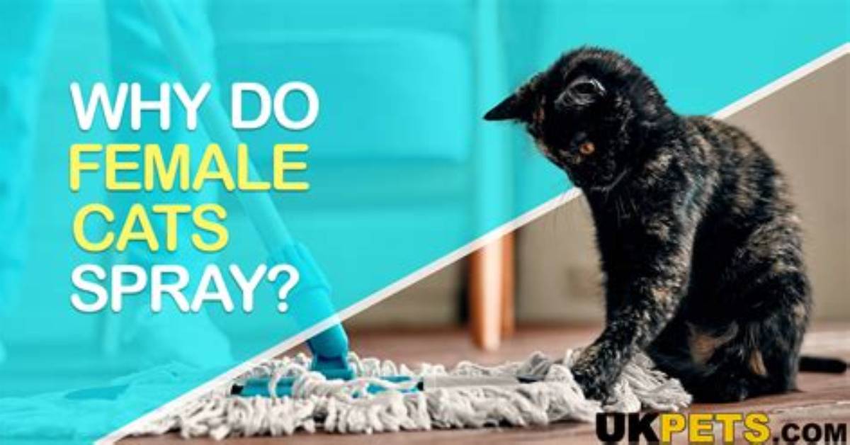 Do Female Cats Spray?