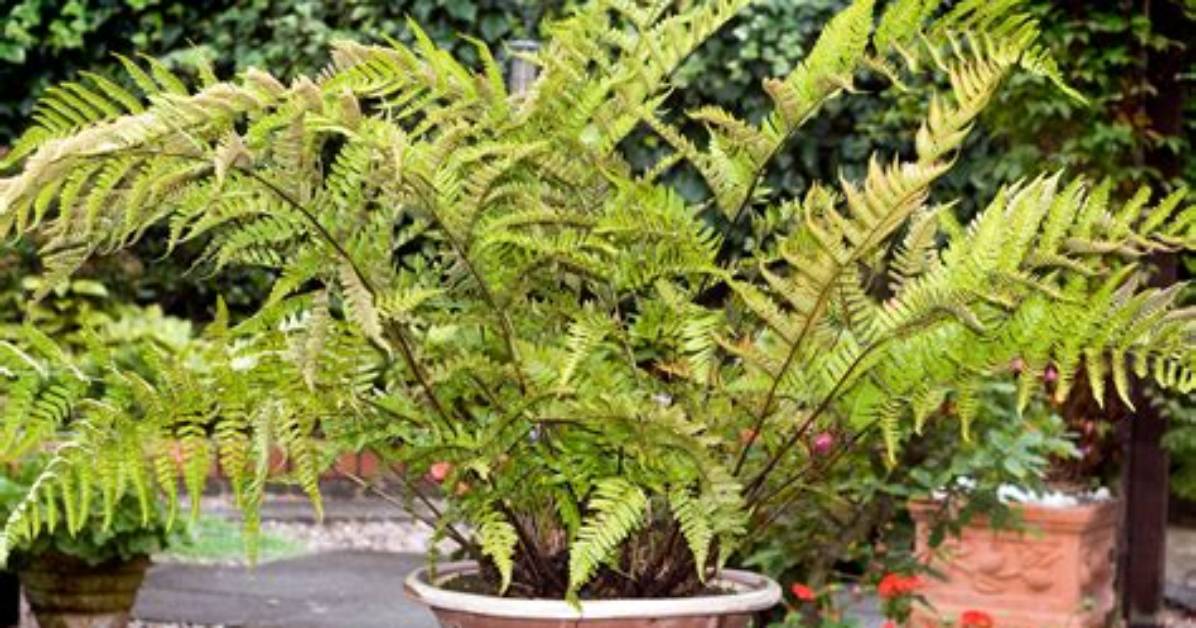 Do Ferns Do Well in Pots