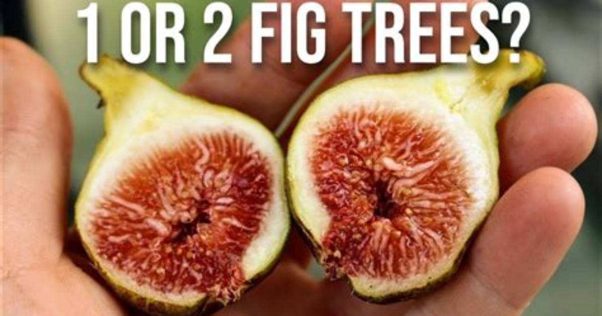 Do Fig Trees Need Feeding