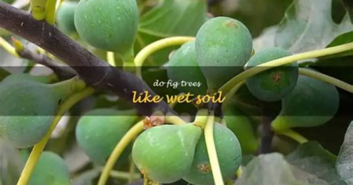 Do Figs Like Wet Soil
