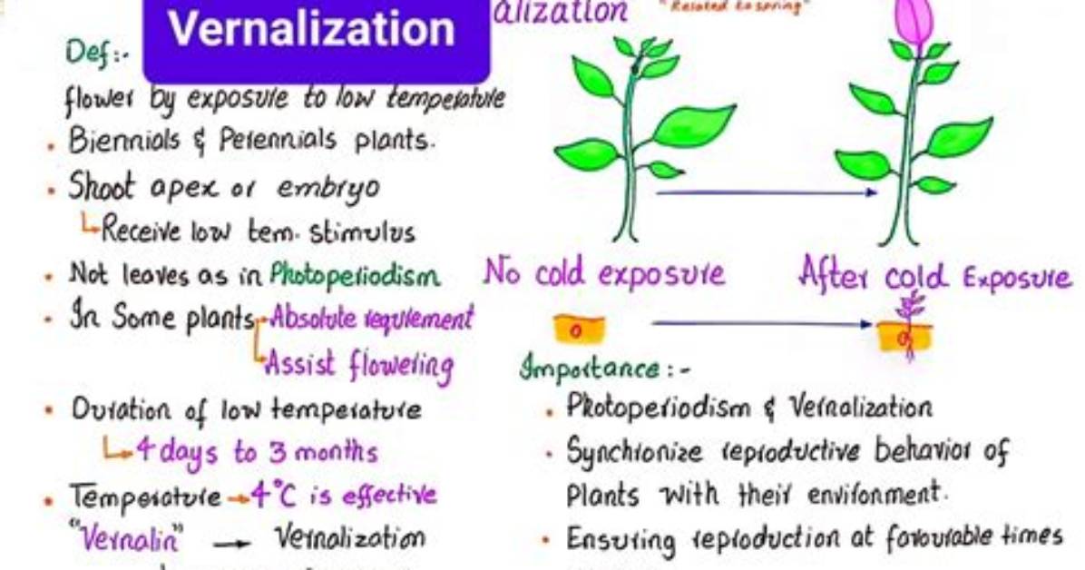 Do Figs Need Vernalization?