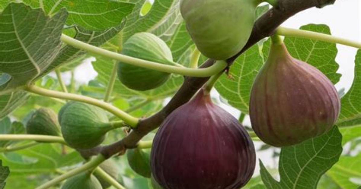 Do Figs Stretch out?