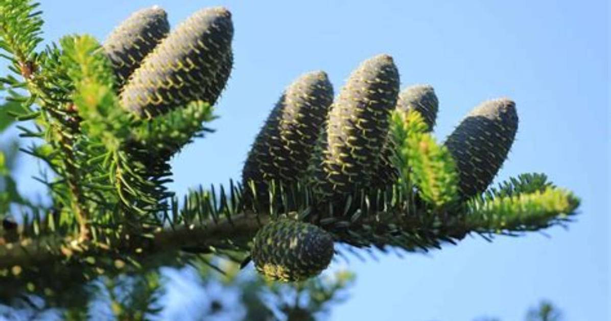 Do Fir Trees Have Cones