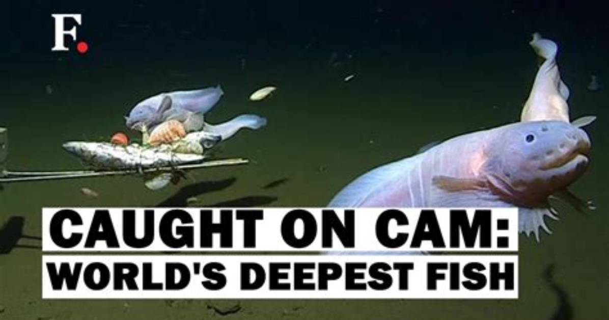 Do Fish Ever Stop Swimming?