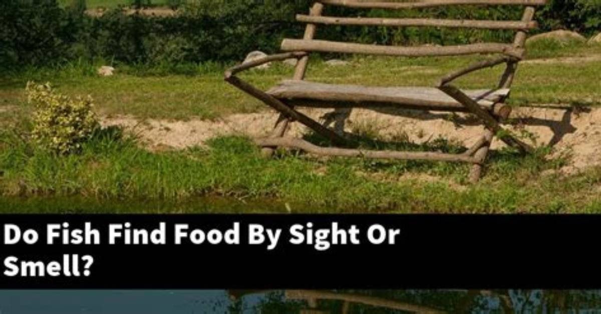 Do Fish Feed by Smell or Sight?