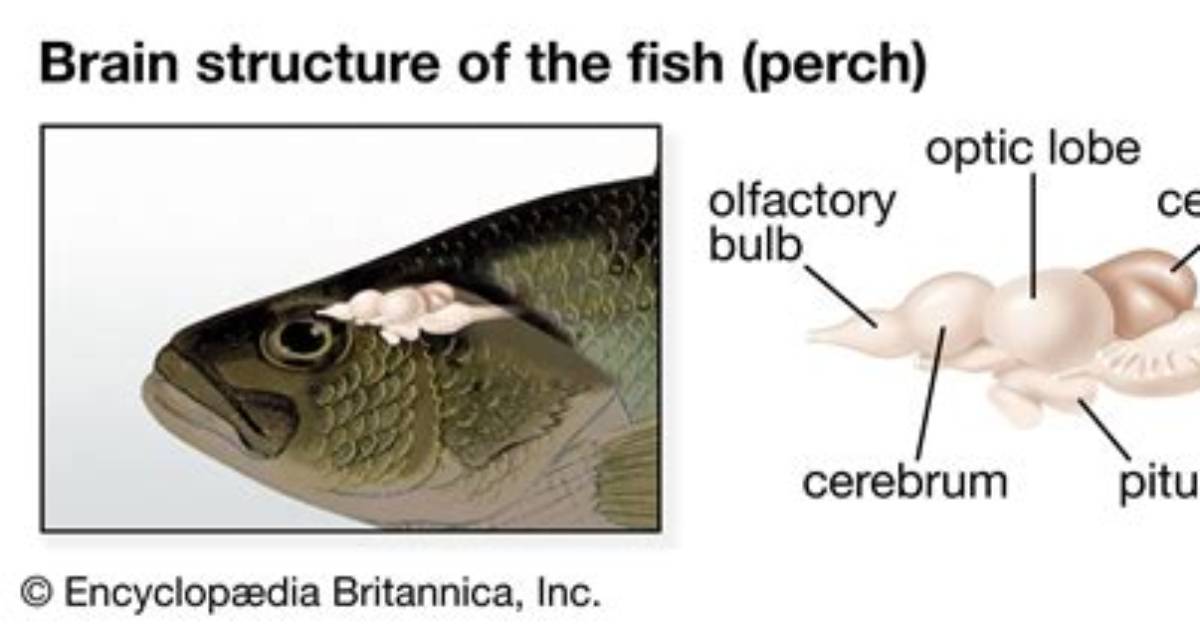 Do Fish Have a Nervous System?