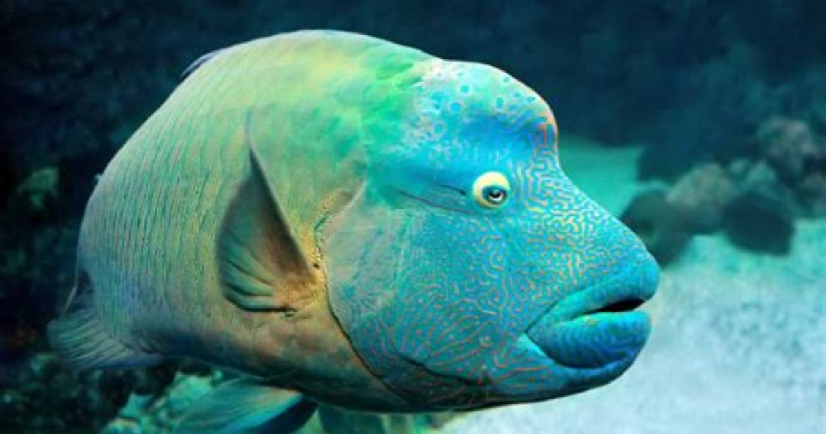 Do Fish Have Foreheads?