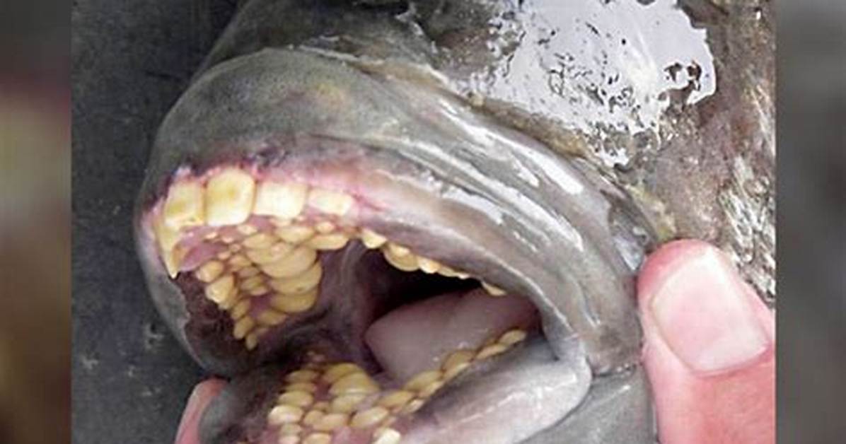 Do Fish Have Teeth?