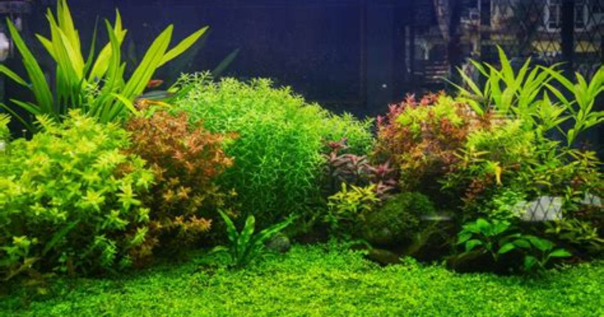 Do Fish Help Plants Grow