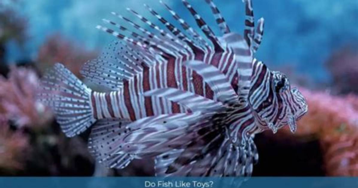 Do Fish Like Toys?