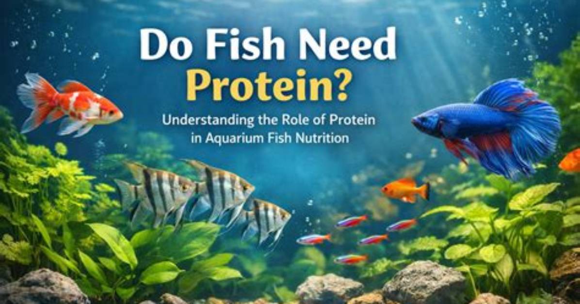 Do Fish Need Attention?