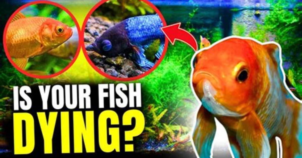 Do Fish Suffer When They Are Dying?