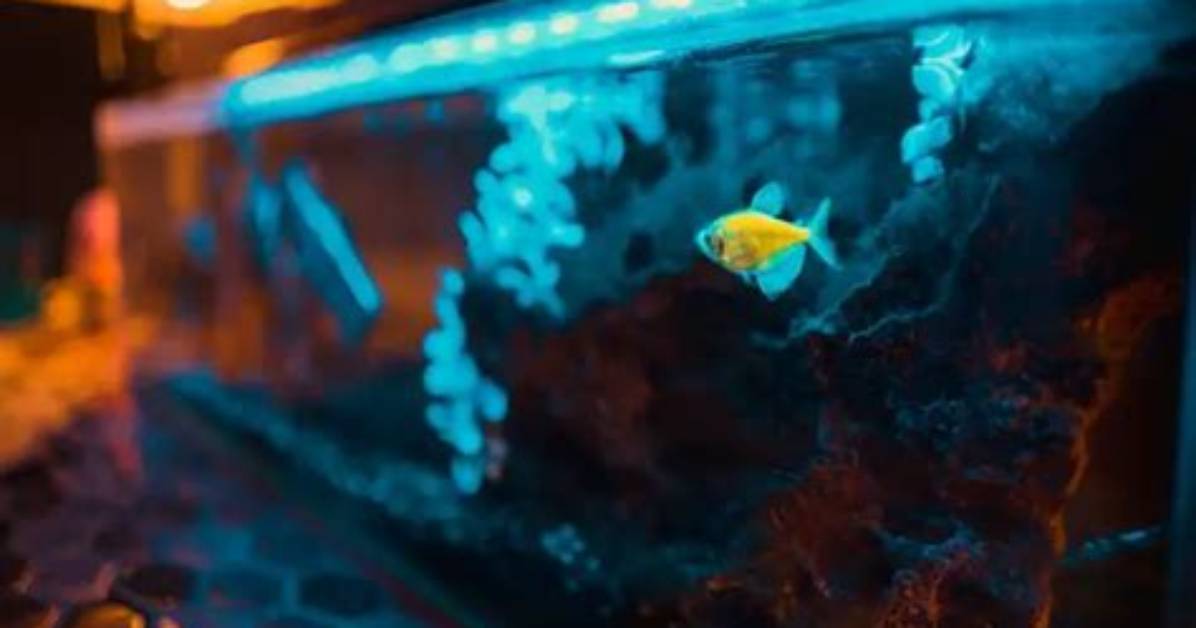 Do Fish Tanks Need Sunlight?