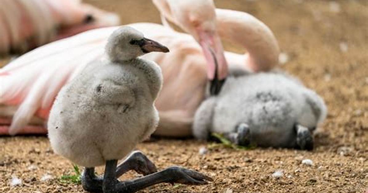 Do Flamingos Ever Sit Down
