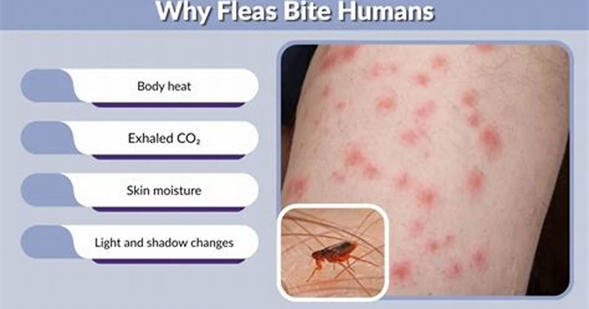 Do Fleas Bite Humans