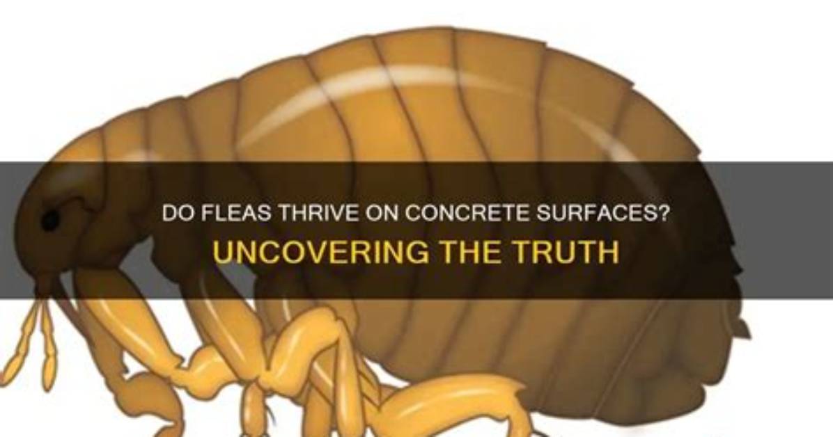 Do Fleas Like Hard Surfaces?