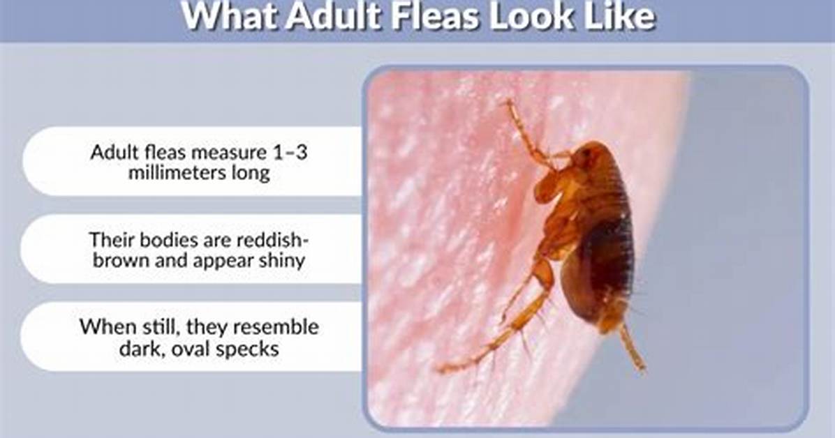 Do Fleas Like Human Food