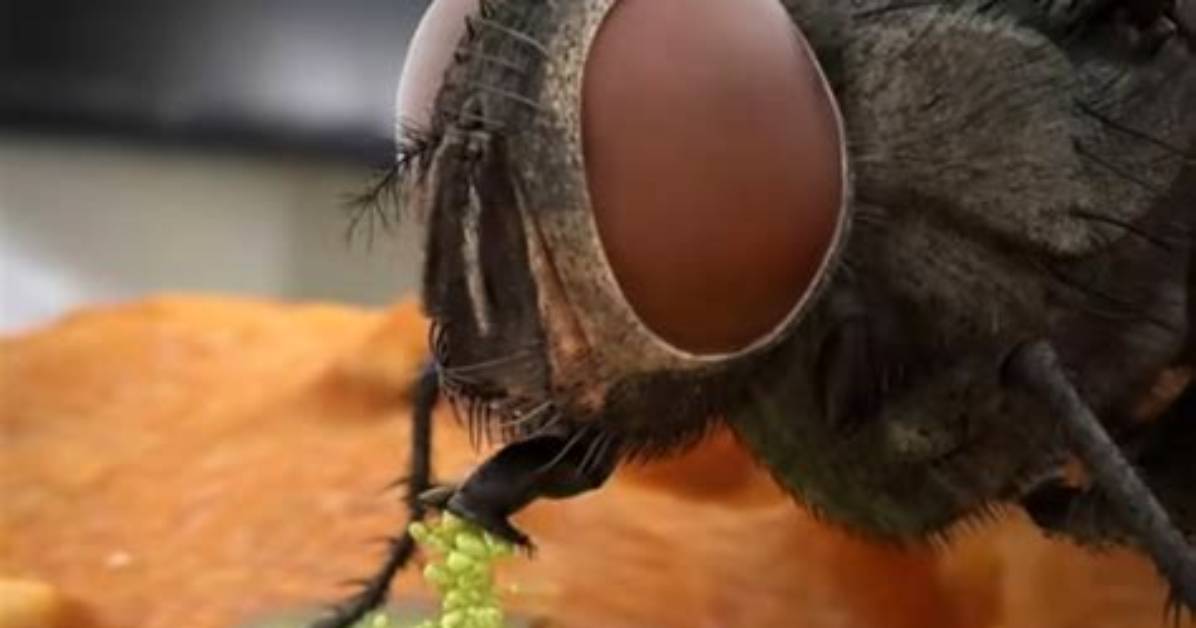 Do Flies Barf When They Land?