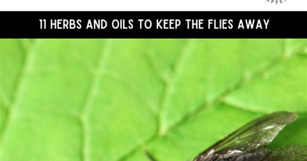 Do Flies Hate Bleach