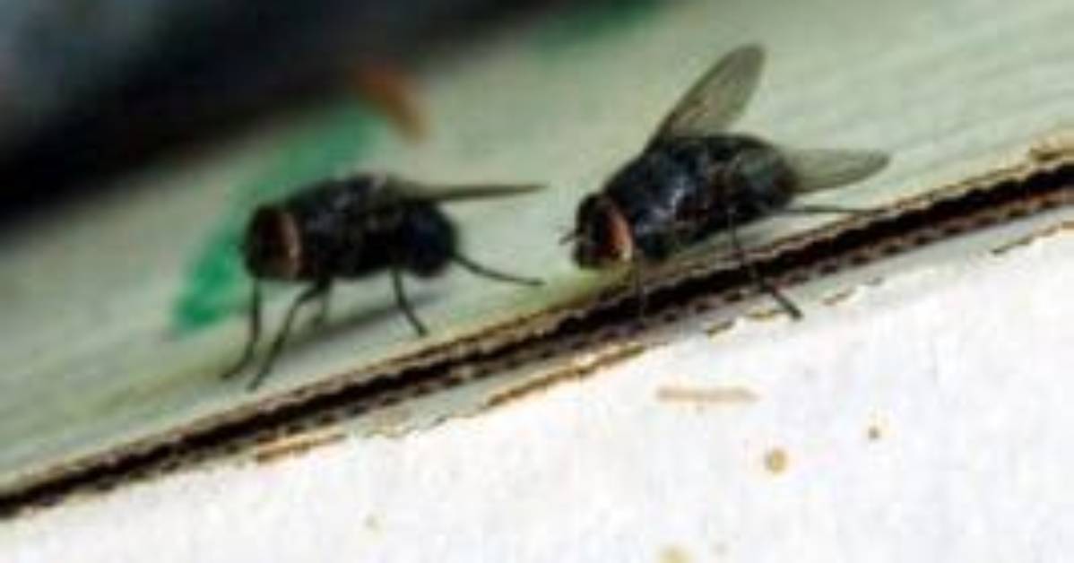 Do Flies Pee?