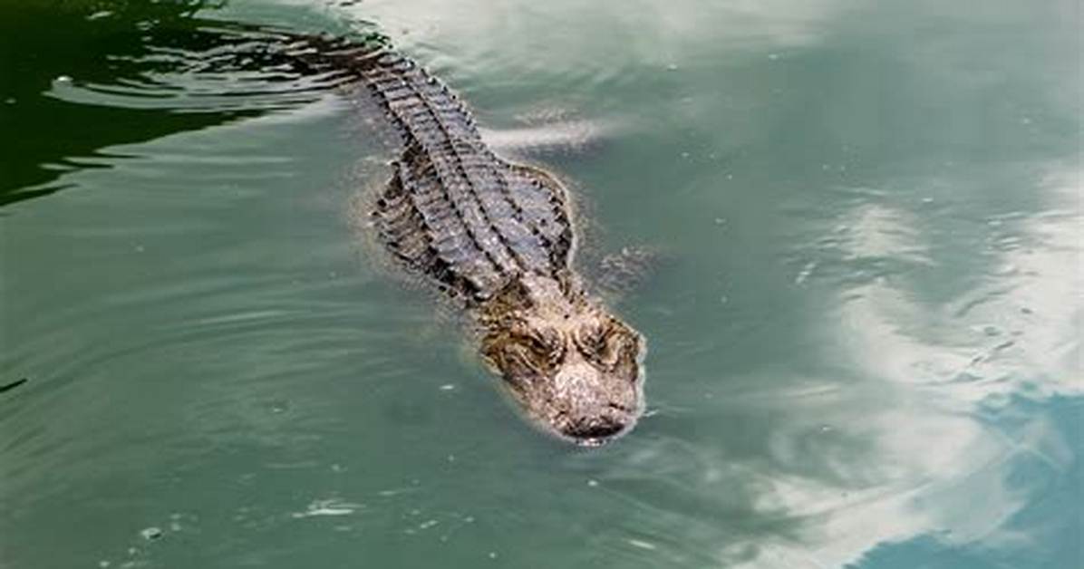 Do Florida Beaches Have Alligators