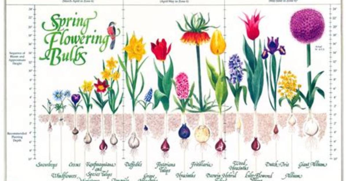 Do Flower Bulbs Grow Back Every Year