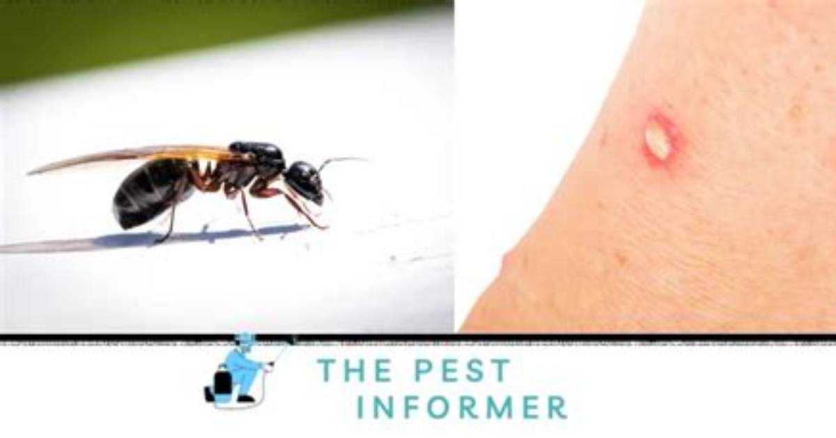 Do Flying Fire Ants Bite?