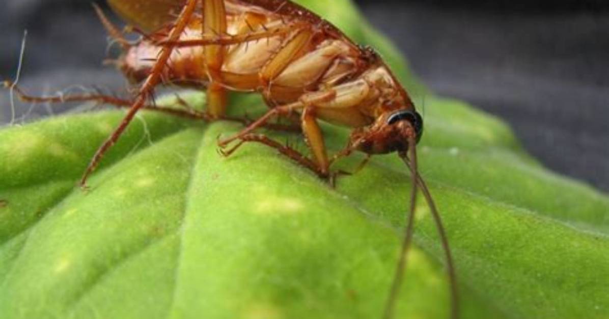 Do Foggers Kill Roach Eggs?