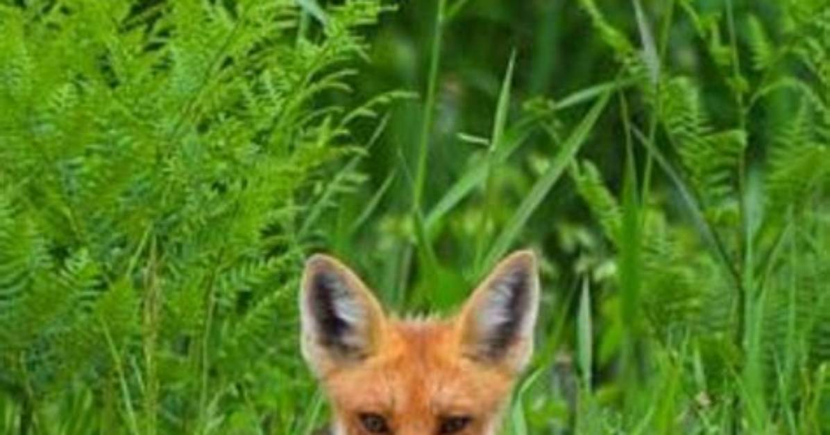 Do Fox Eat Snakes