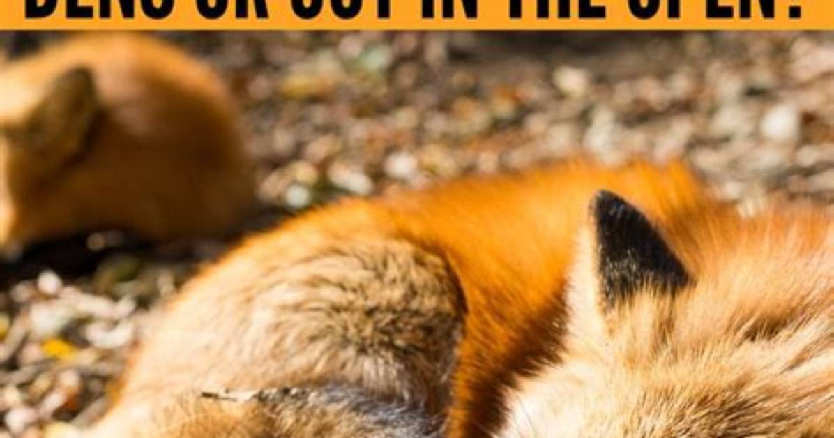 Do Fox Sleep During the Day?