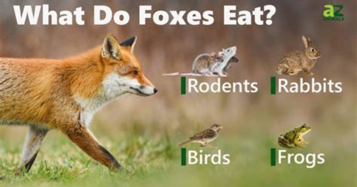 Do Foxes Eat Carrion?