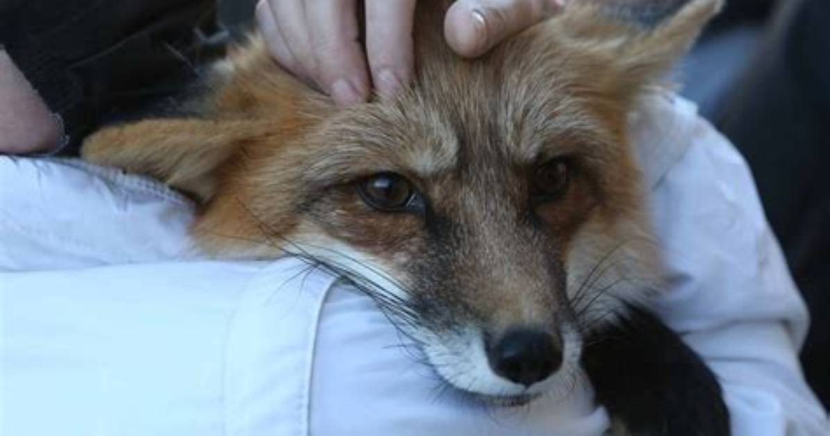 Do Foxes Make Good Pets?