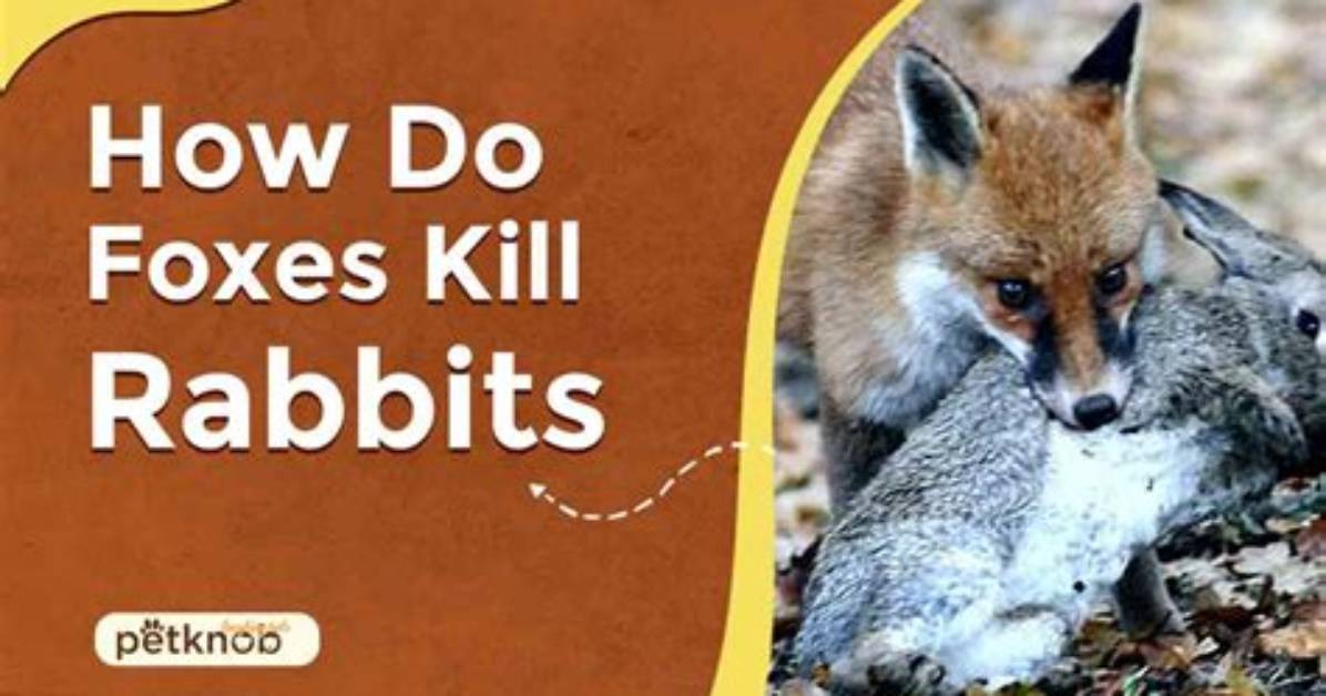 Do Foxhounds Kill Foxes?