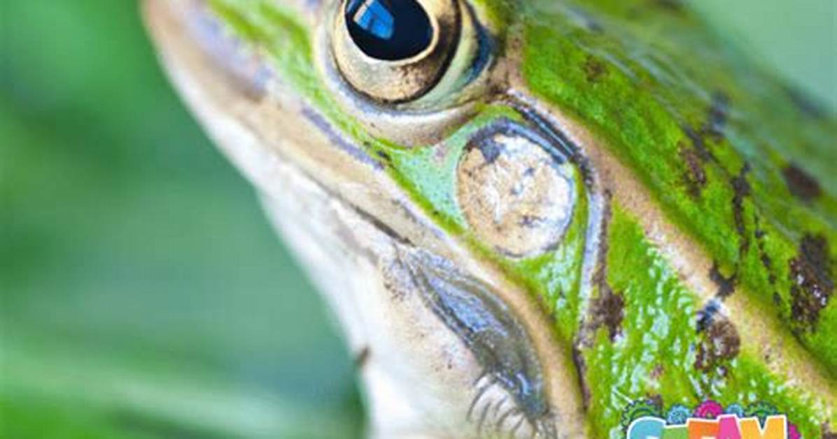 Do Frogs Contaminate Water?