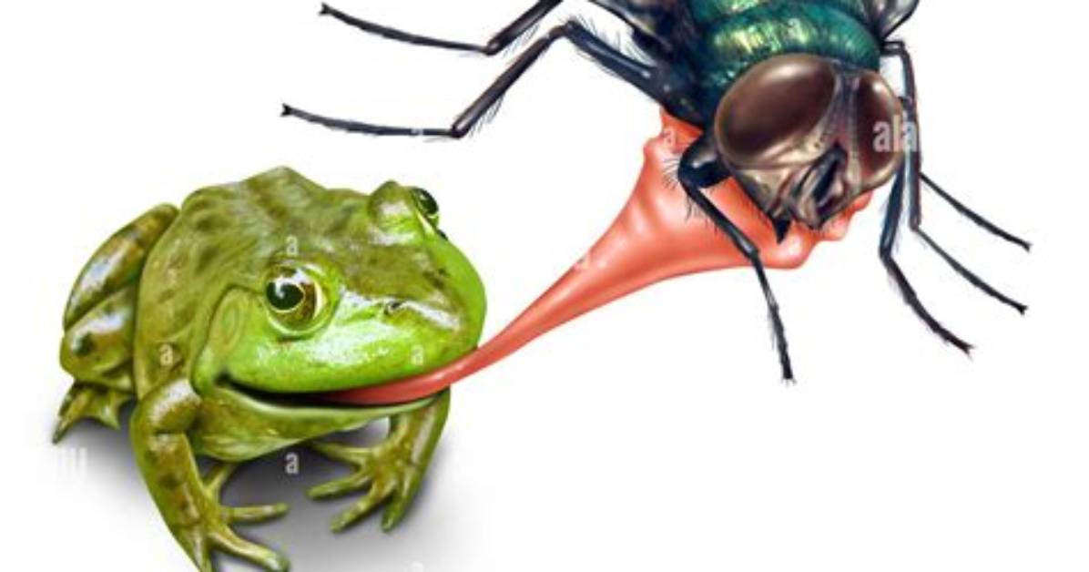 Do Frogs Eat Stink Bugs?