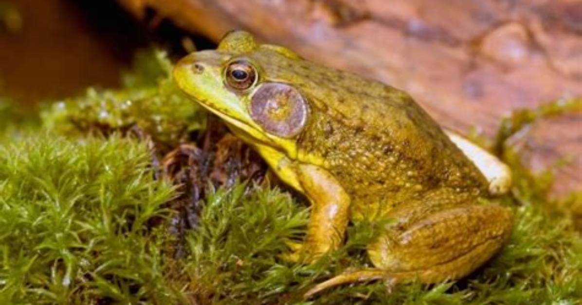 Do Frogs Have Homes