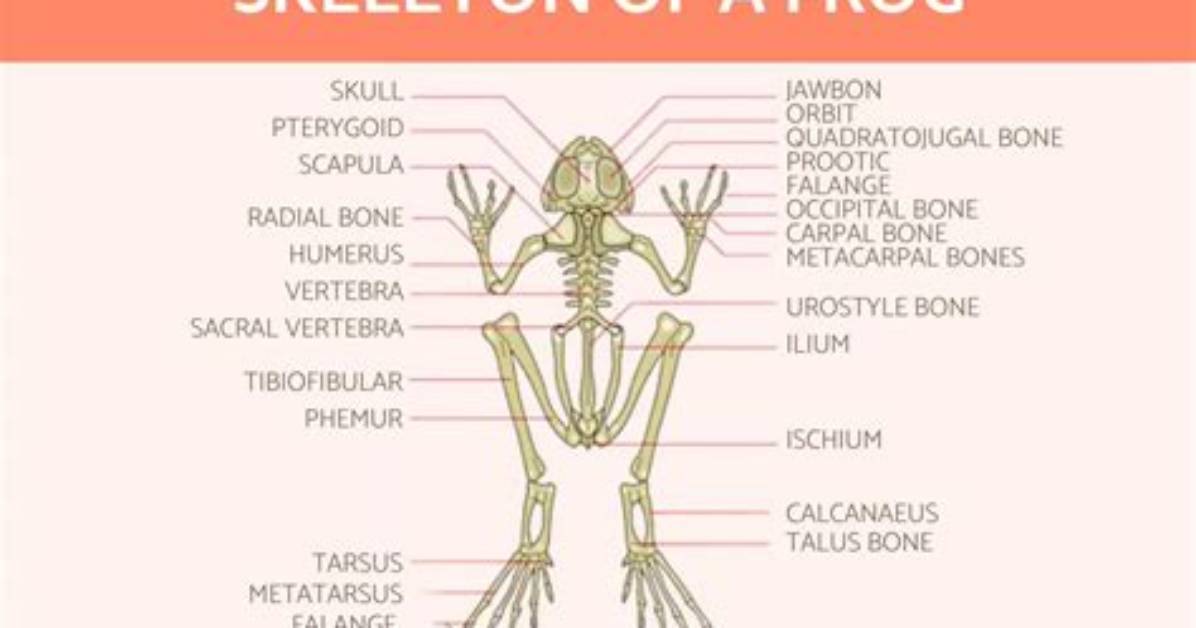 Do Frogs Have Vertebrae?