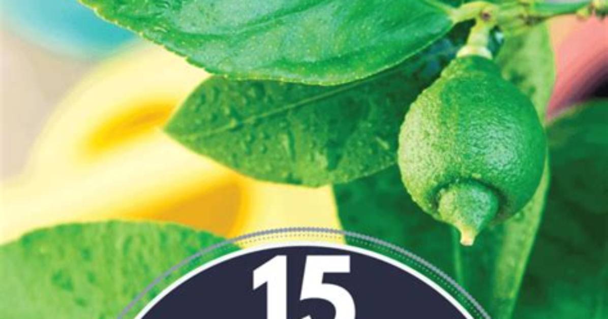 Do Fruit Trees Have Invasive Roots