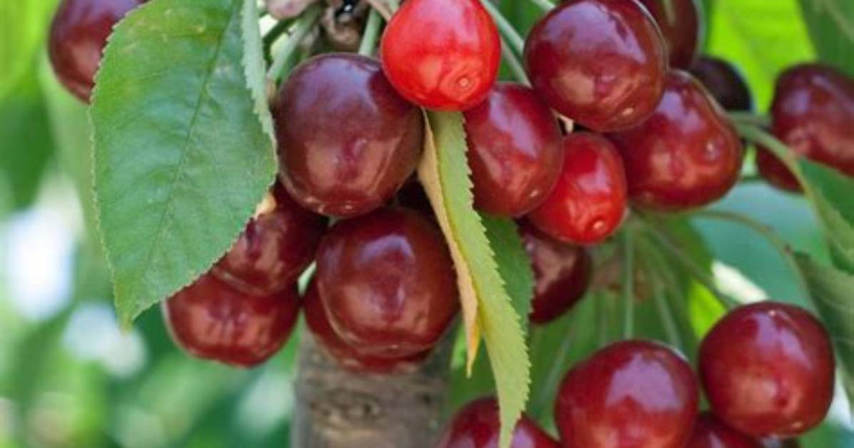 Do Fruiting Cherry Trees Flower?