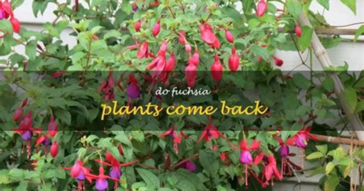 Do Fuchsia Plants Come Back