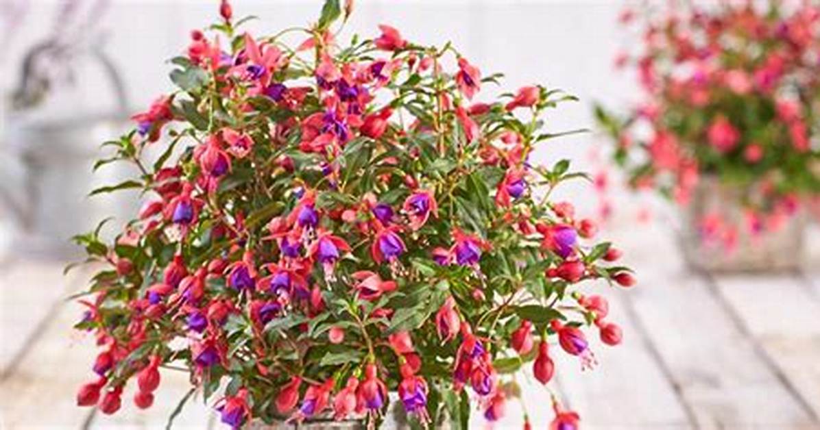 Do Fuchsias Come Back Every Year?