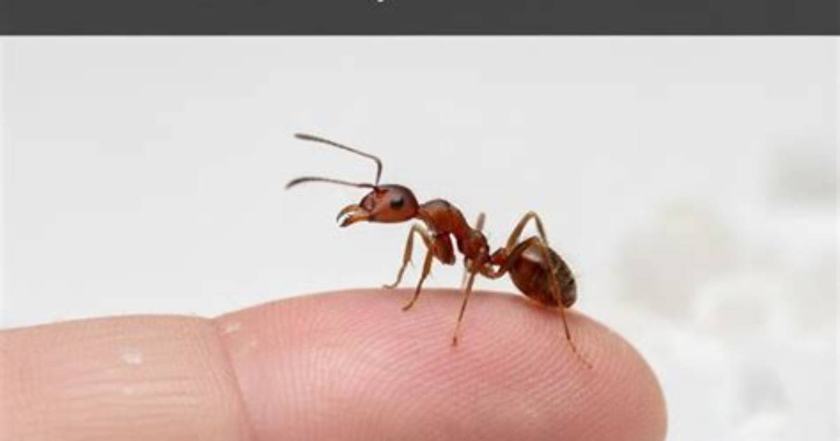 Do Funnel Ants Bite
