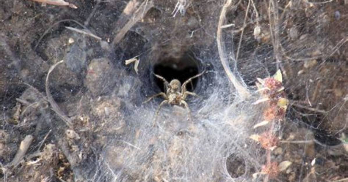 Do Funnel Web Spiders Come Inside?