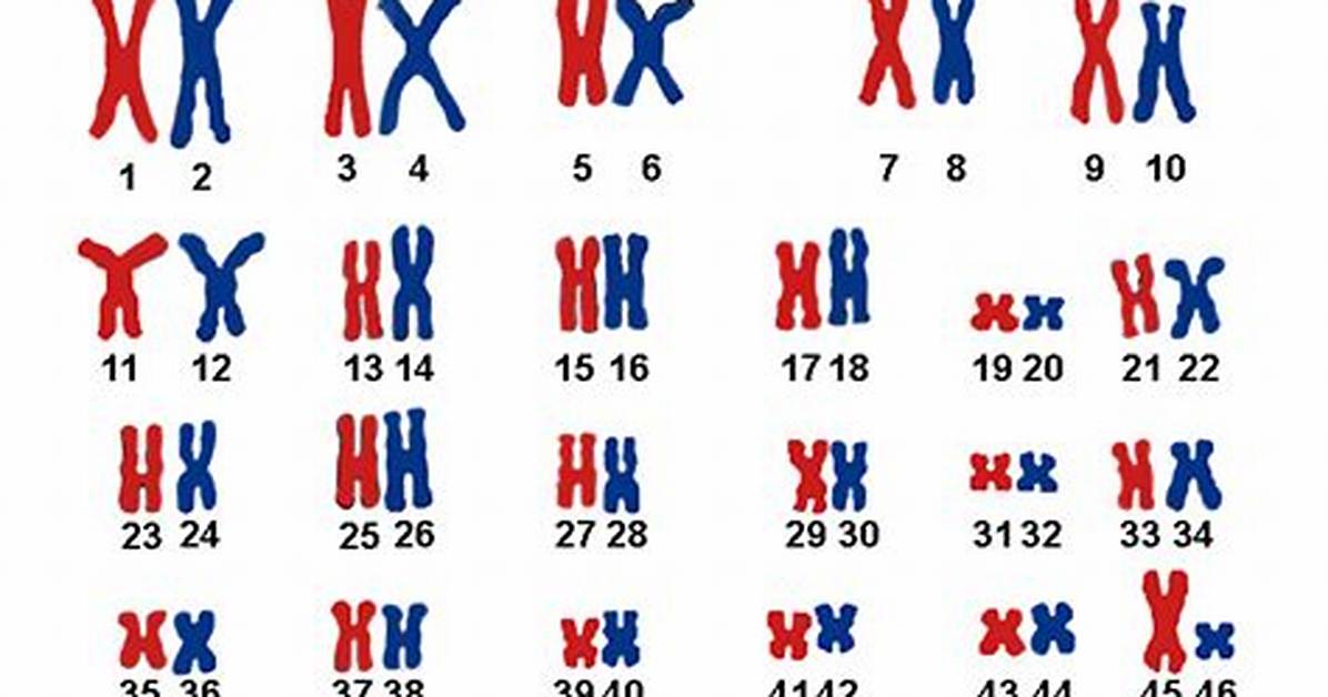 Do Gametes Have 46 Chromosomes?