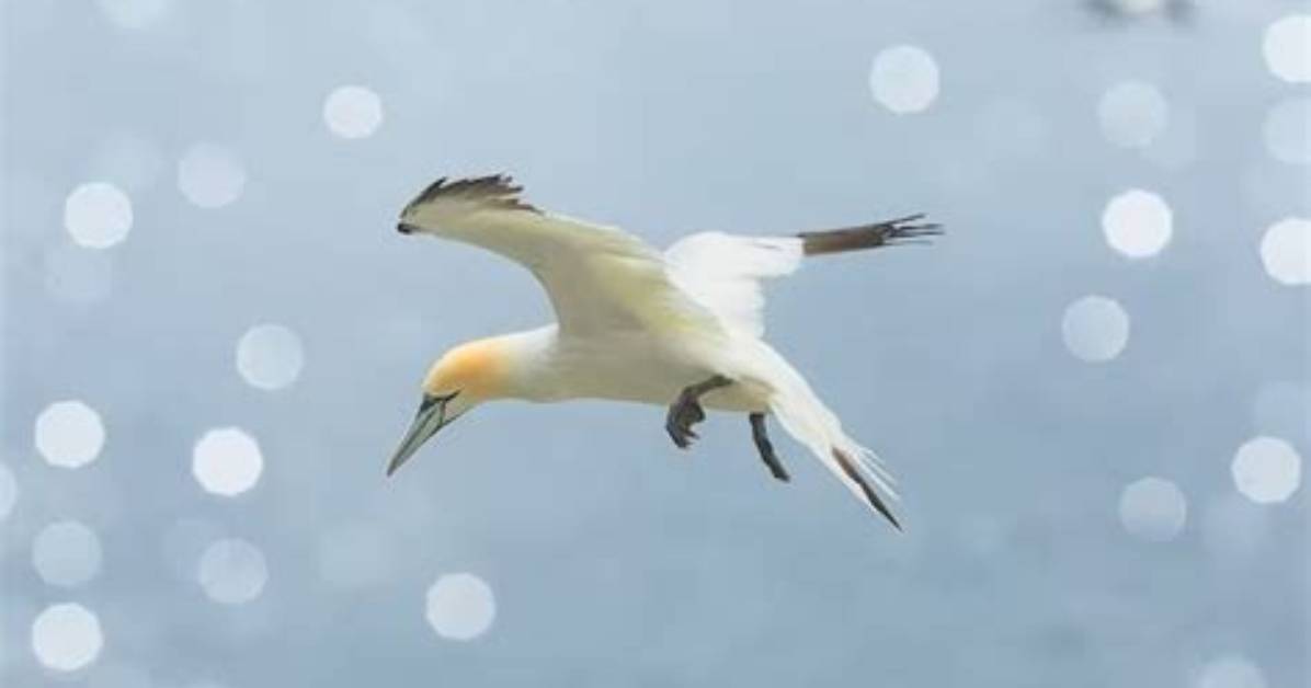 Do Gannets Fly Inland?