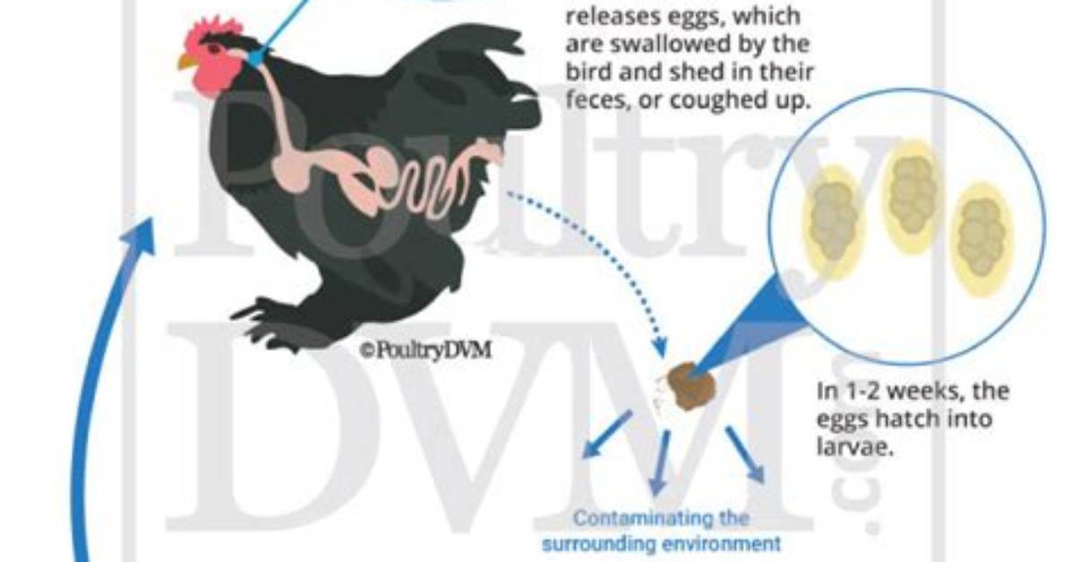 Do Gapeworm Kill Chickens?