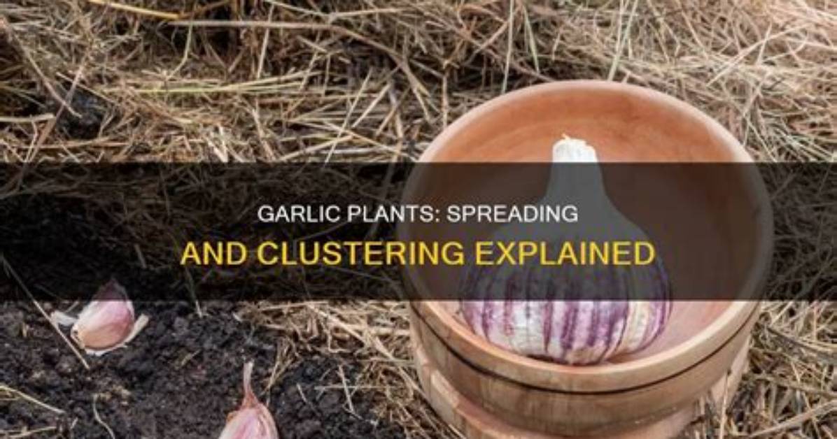 Do Garlic Plants Spread