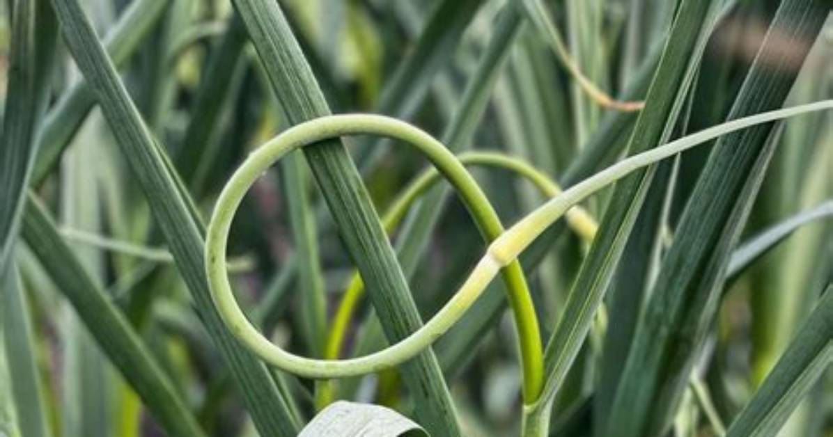 Do Garlic Scapes Need Refrigeration?
