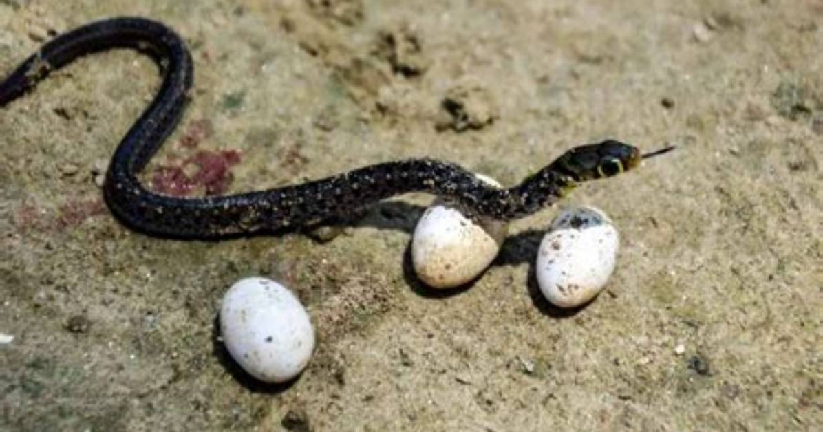 Do Garter Snakes Lay Eggs?