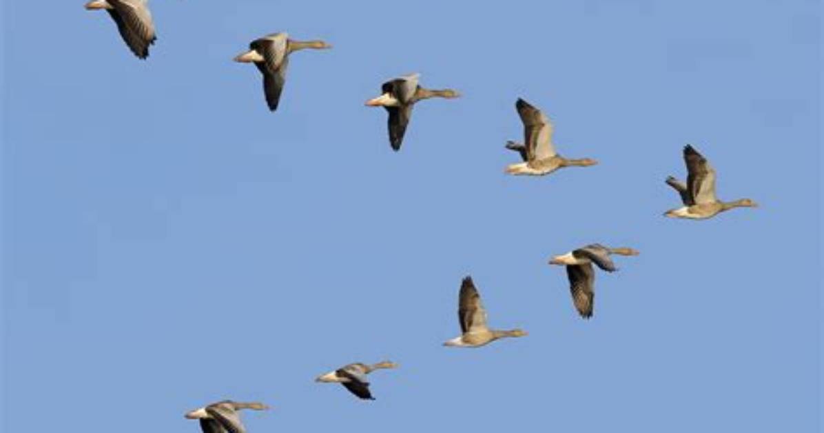 Do Geese Fly in a v?